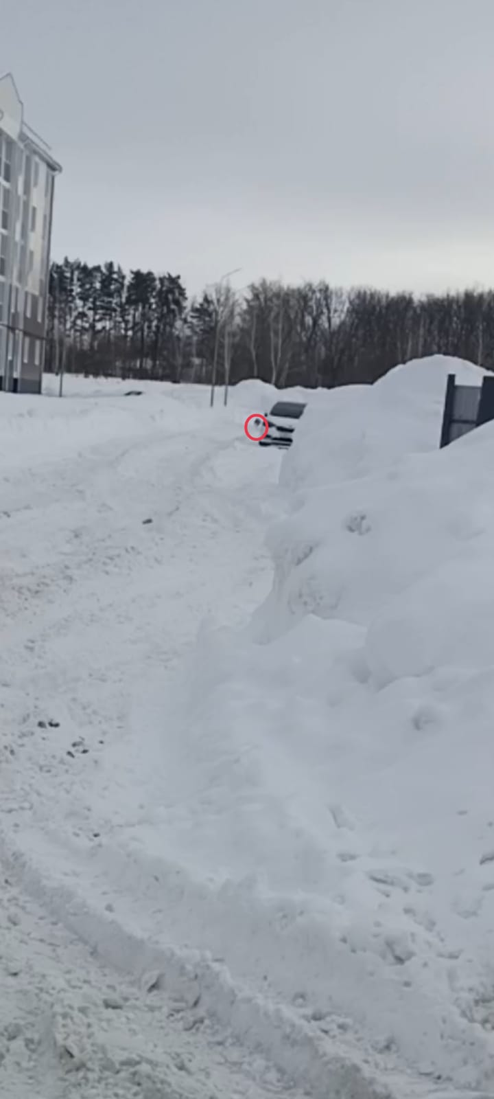 Во дворе чистопольской многоэтажки заметили лису | 01.02.2024 | Чистополь -  БезФормата