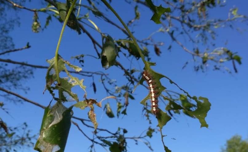 Жители одного из сел Чистопольского района обеспокоены нашествием странных гусениц