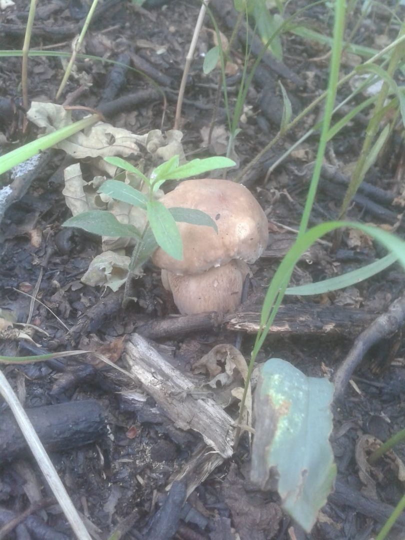 В лесах Чистопольского района появились первые грибы&nbsp;