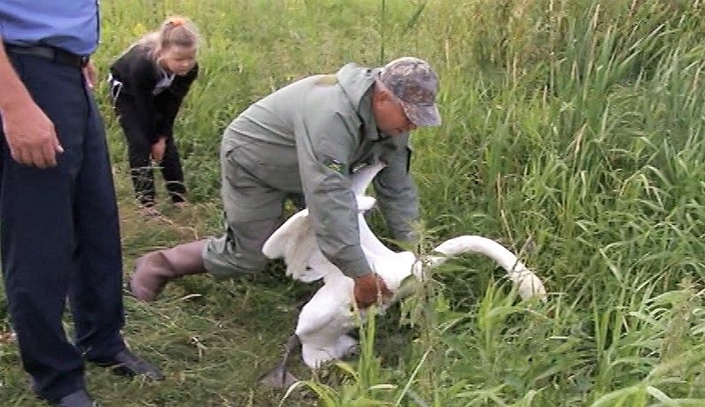 В Чистопольском районе спасен ещё один обитатель дикой фауны