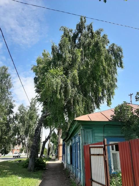 Чистополец просит ликвидировать дерево возле жилого дома