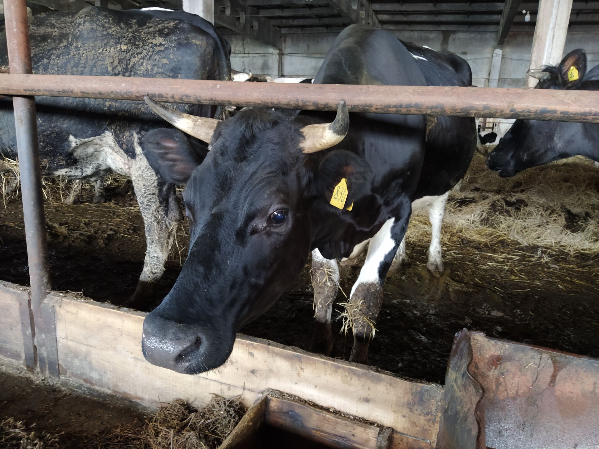 Начинающий фермер из Чистополя занимается разведением молочного крупного рогатого скота (ФОТОРЕПОРТАЖ)