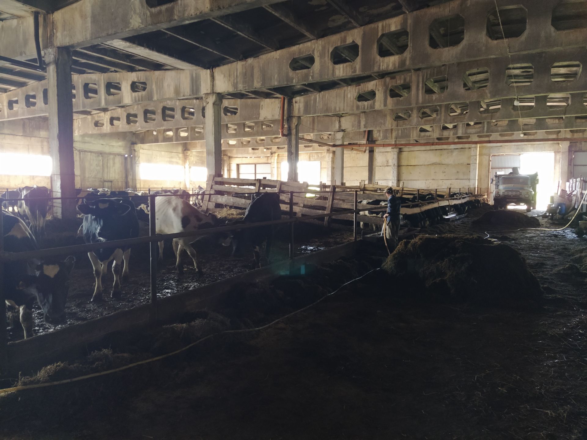 Начинающий фермер из Чистополя занимается разведением молочного крупного рогатого скота (ФОТОРЕПОРТАЖ)