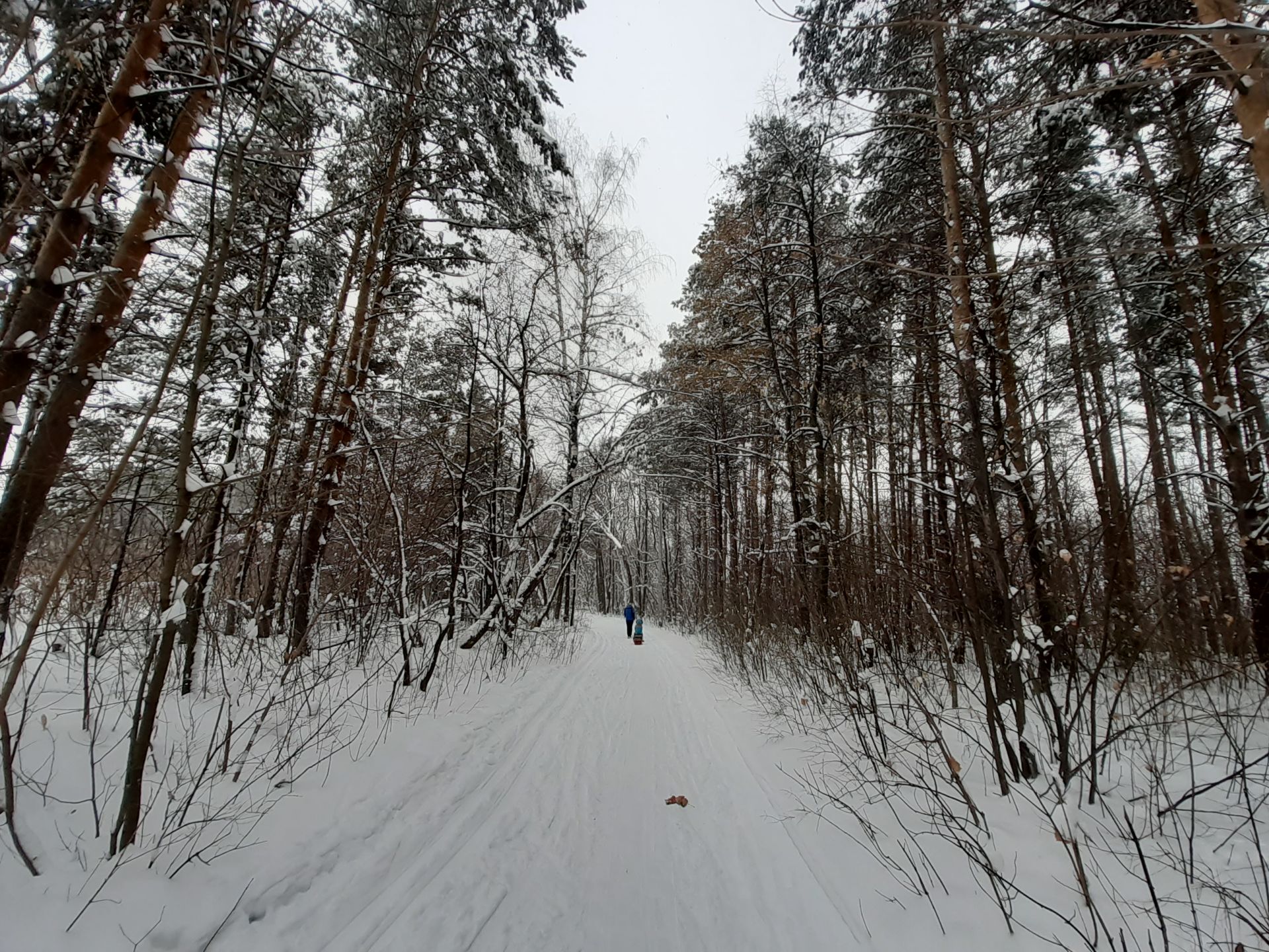 Чистопольцы активно проводят выходные в зимнем лесу (Фоторепортаж)