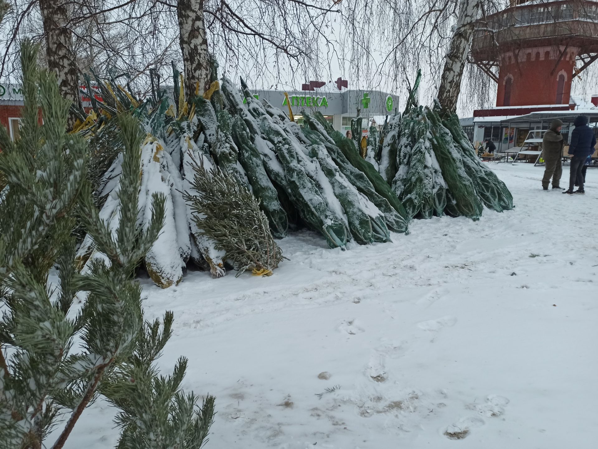 В Чистополе заработал елочный базар