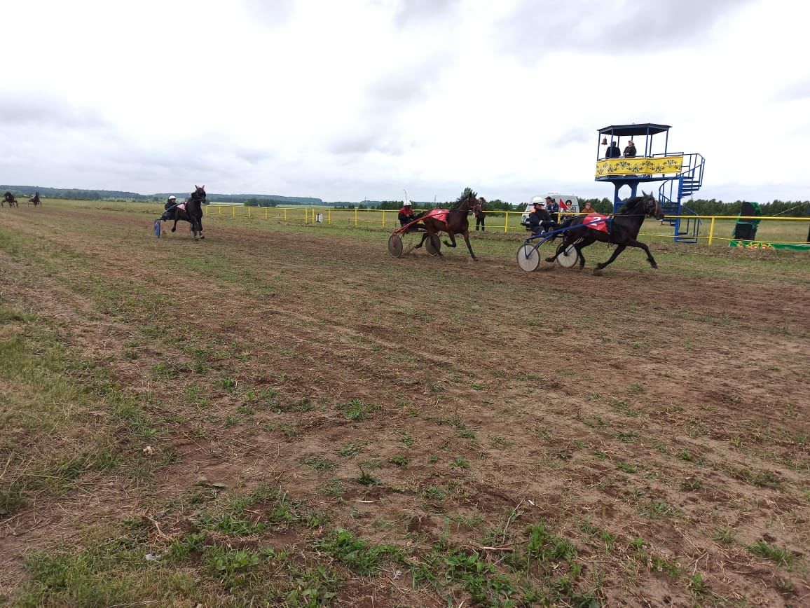 В день Сабантуя на чистопольском ипподроме состоялись конные скачки (фоторепортаж)