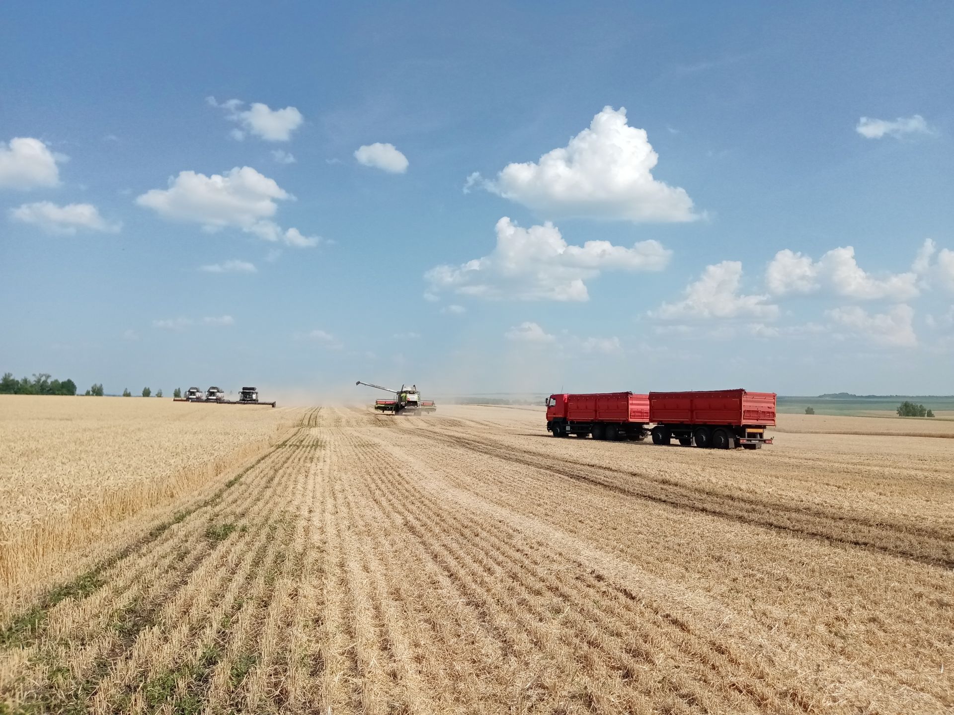 Как повлияла аномальная жара на качество урожая в Чистопольском районе