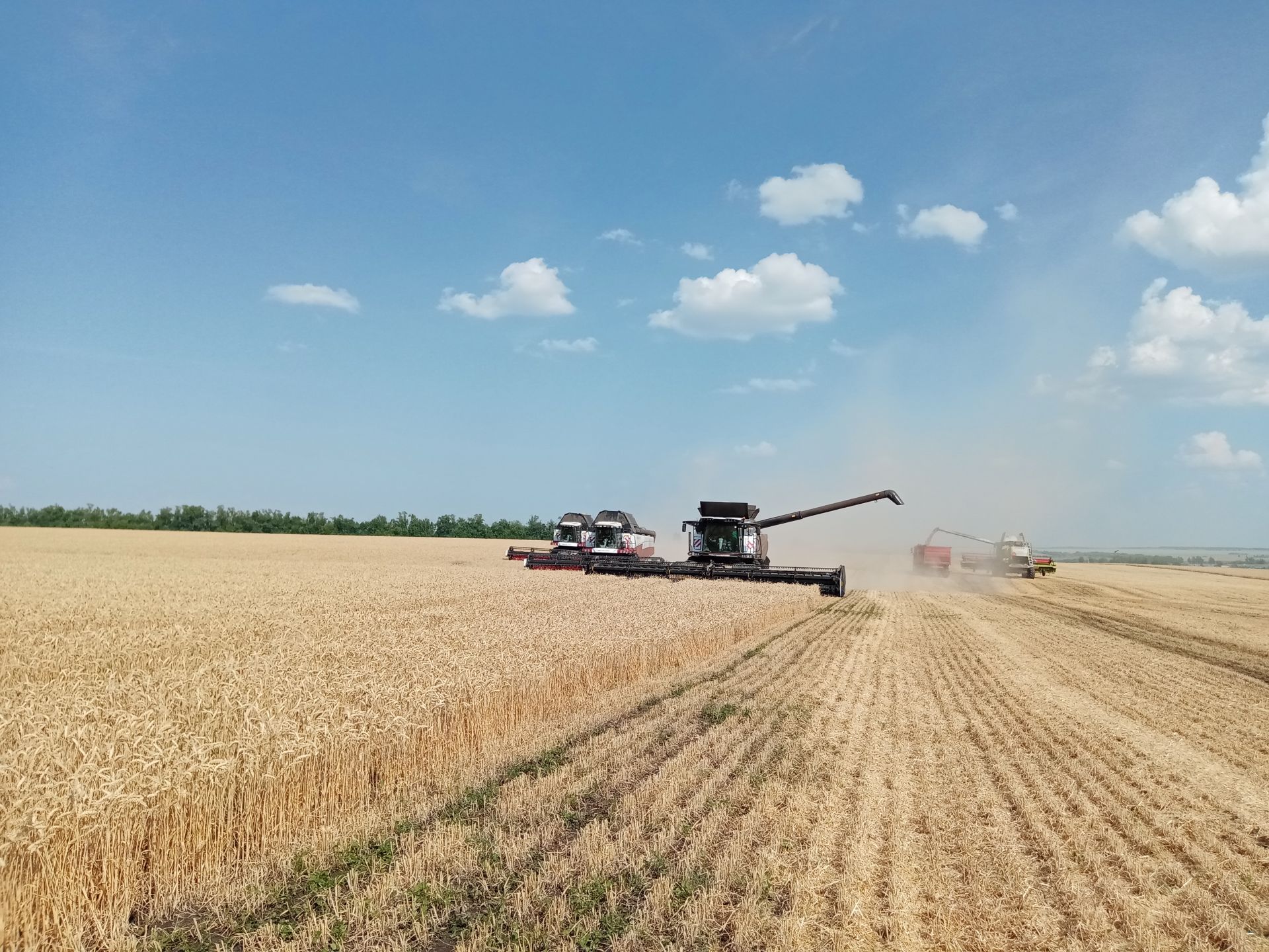 Как повлияла аномальная жара на качество урожая в Чистопольском районе