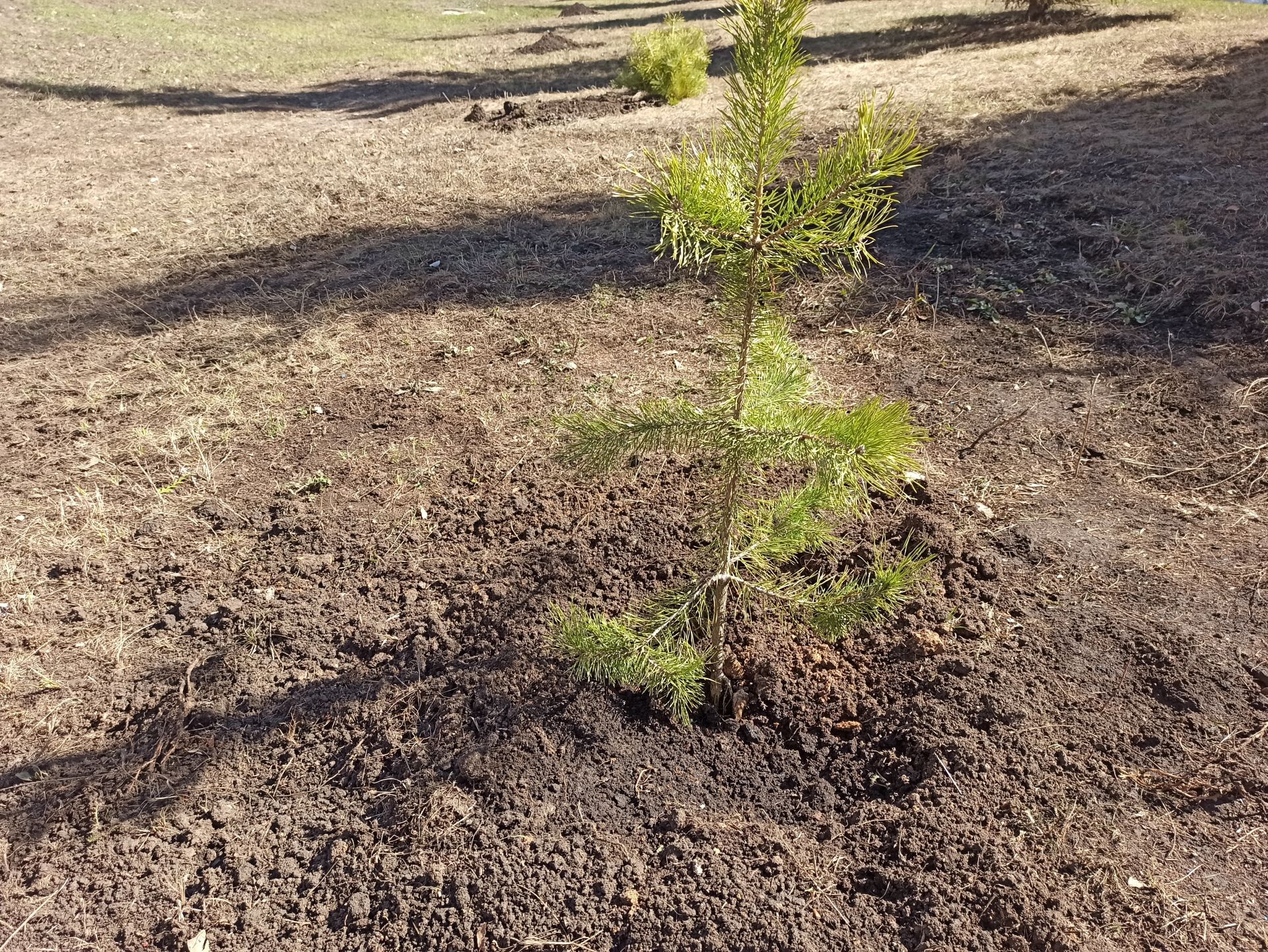 В день рождения природного заказника «Чистые луга» чистопольцы посадили более 30 молодых сосен