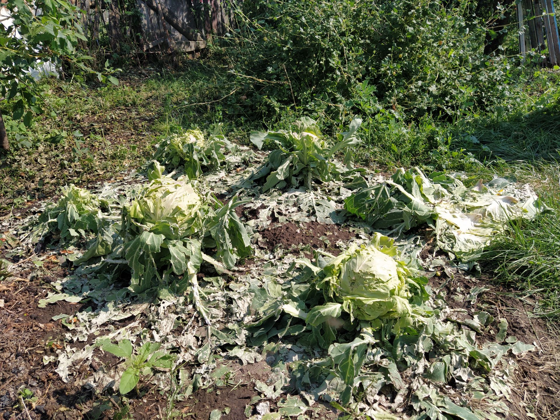 В Чистопольском районе град уничтожил практически все посевы