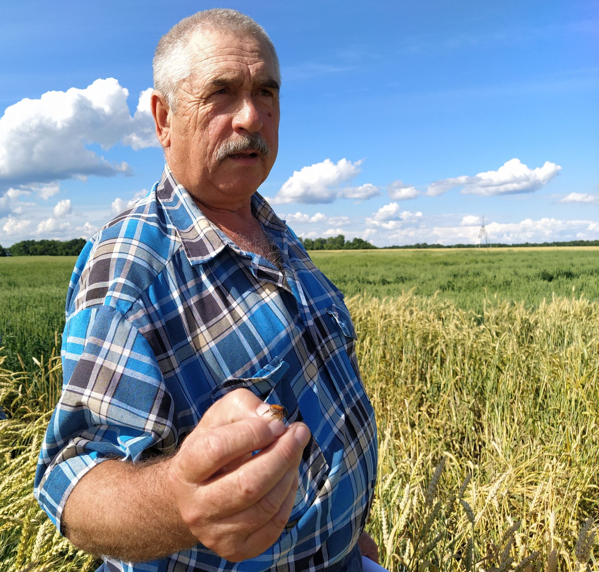 Угрожают ли посевам Чистопольского района жук Кузька, трипсы и другие вредители (ФОТОРЕПОРТАЖ)