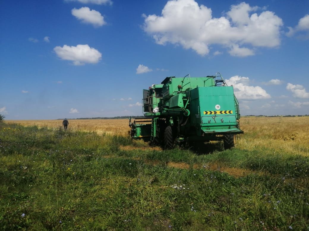 В одном из фермерских хозяйств Чистопольского района приступили к уборке урожая