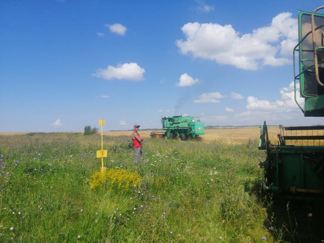 В одном из фермерских хозяйств Чистопольского района приступили к уборке урожая