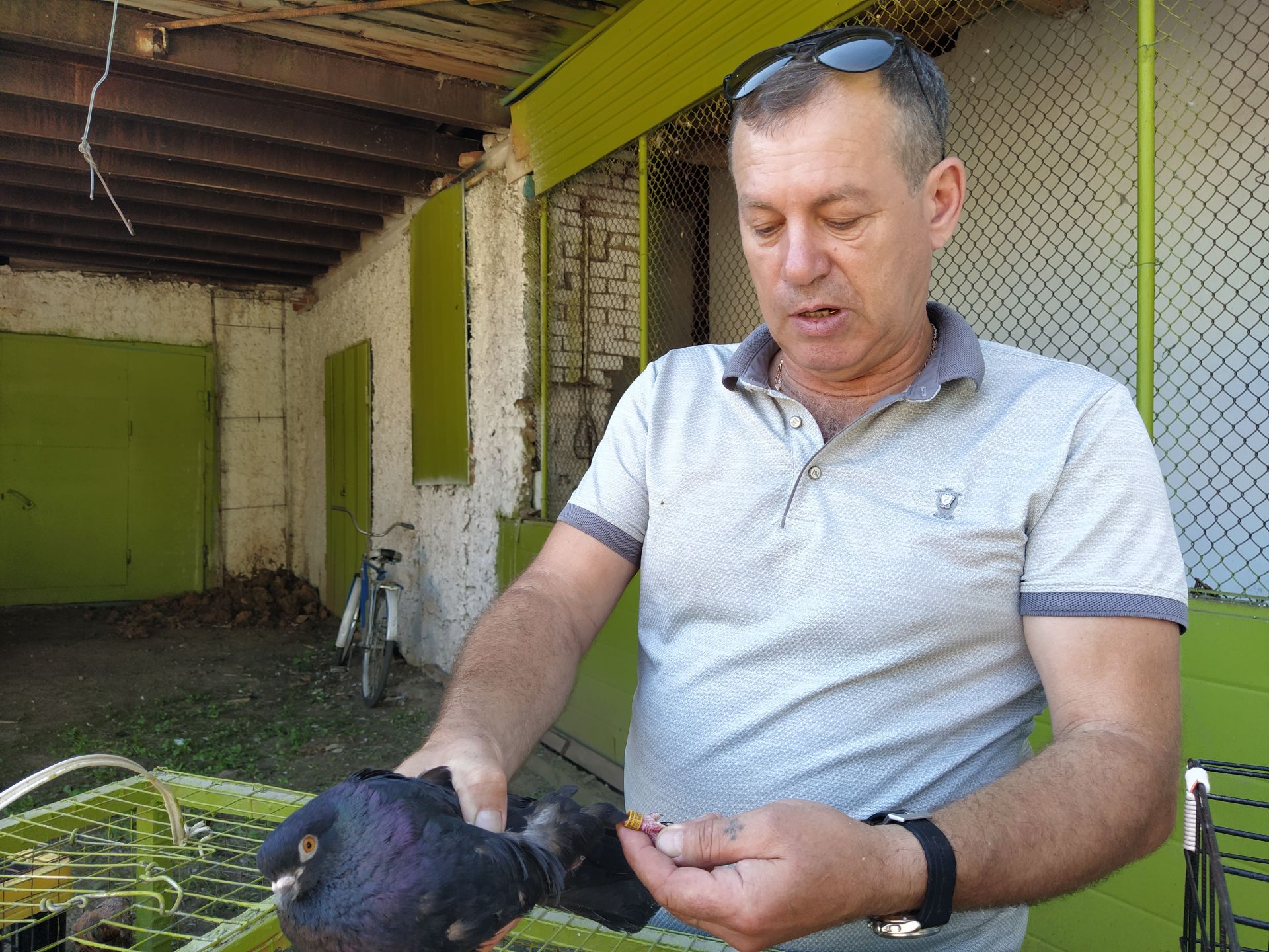 Чистопольский голубевод показал личный питомник, где содержит почти 70 пород птиц (Фоторепортаж)