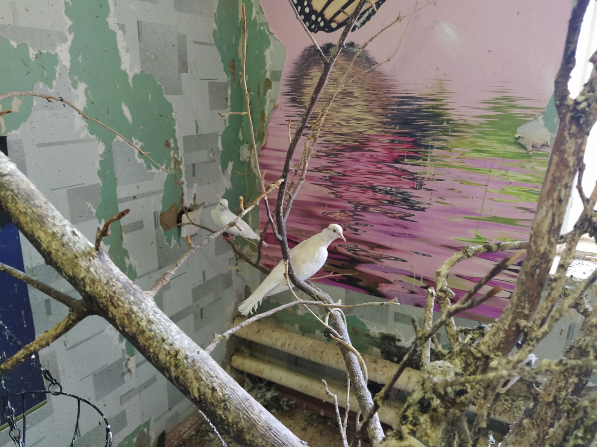 Чистопольский голубевод показал личный питомник, где содержит почти 70 пород птиц (Фоторепортаж)