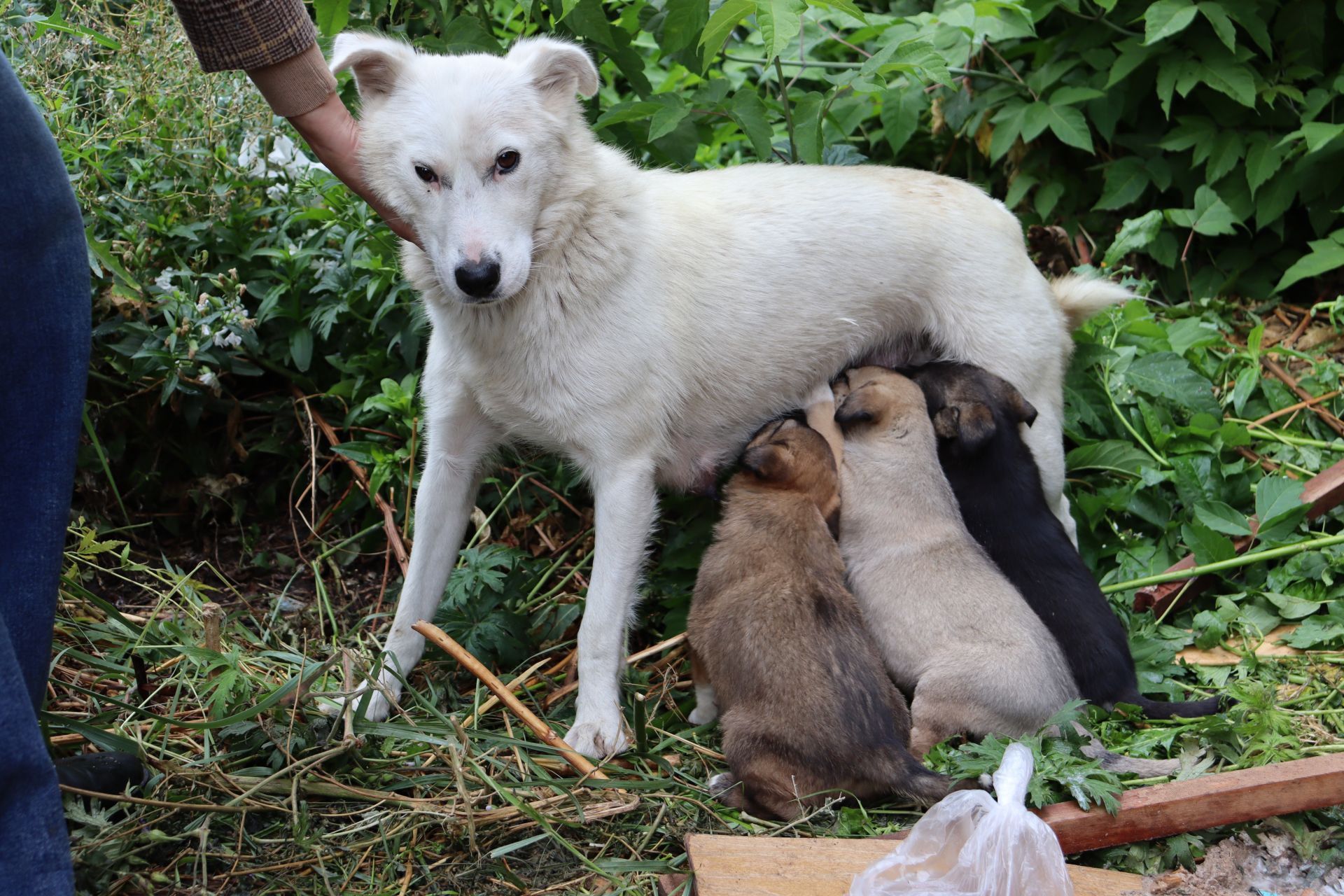 «Добро не уходит на каникулы»: волонтеры Чистополя помогают животным