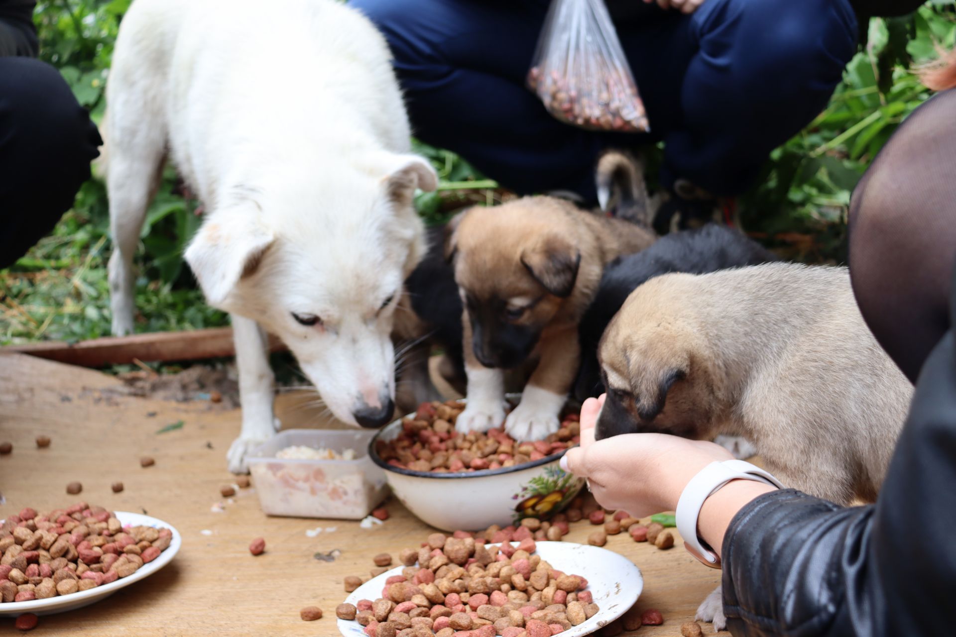 «Добро не уходит на каникулы»: волонтеры Чистополя помогают животным