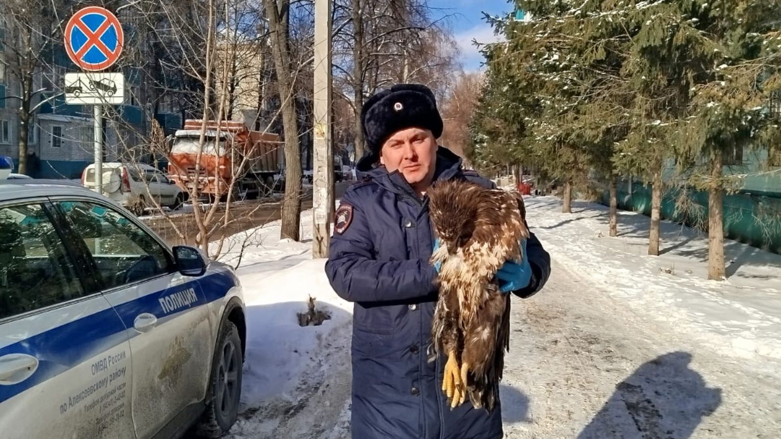 Сотрудники ДПС спасли орлана-белохвоста, который столкнулся с автомобилем в Алексеевском районе