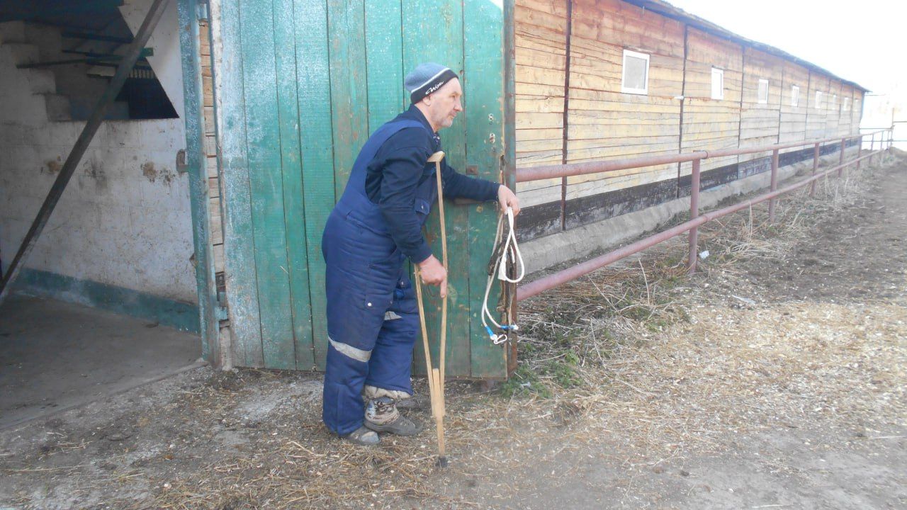Конюшня в Чистополе на грани закрытия