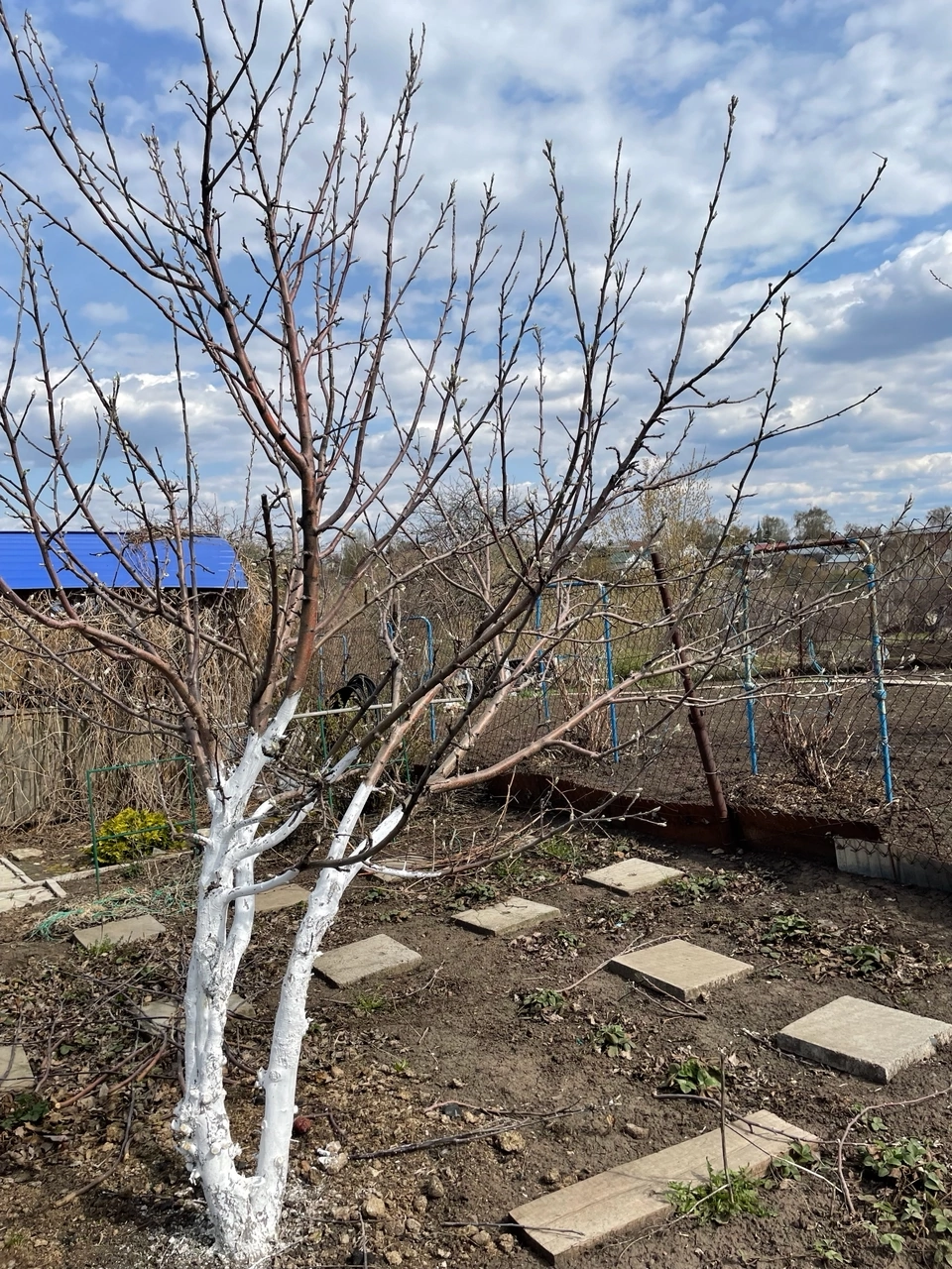 Дачный сезон: главные работы в саду и огороде в мае