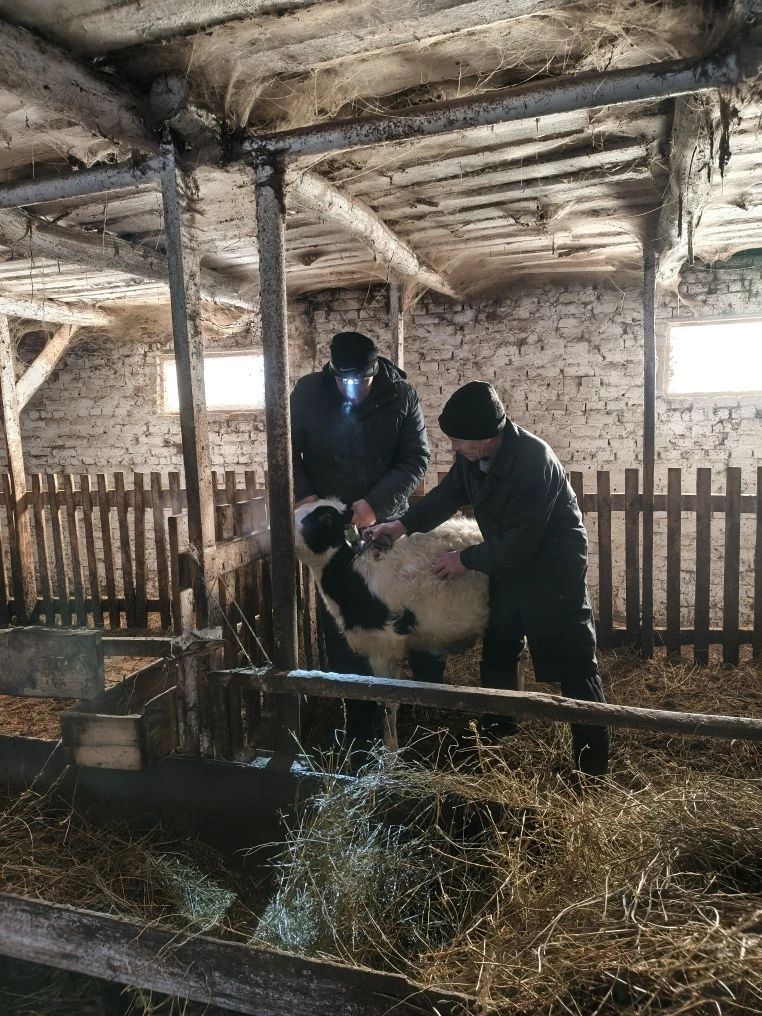 В Чистопольском районе стартовала масштабная вакцинация КРС