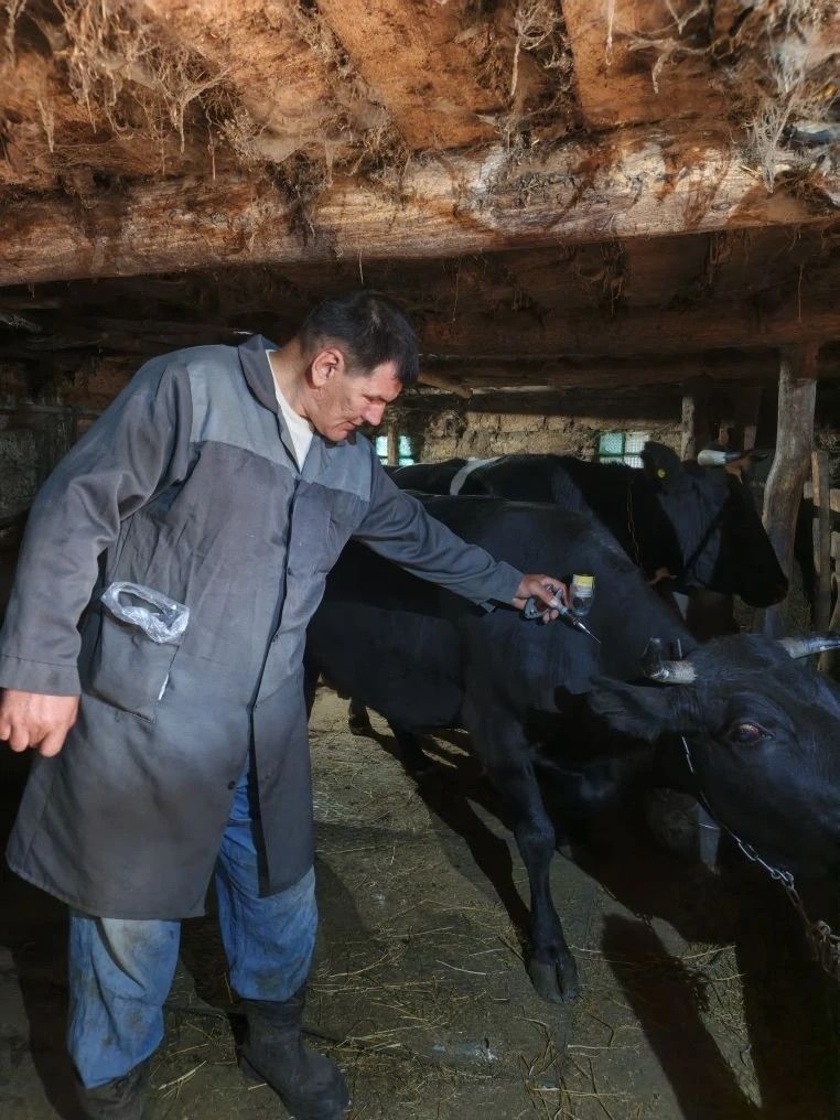 Защита от бешенства: вакцинация в Тат.Багане