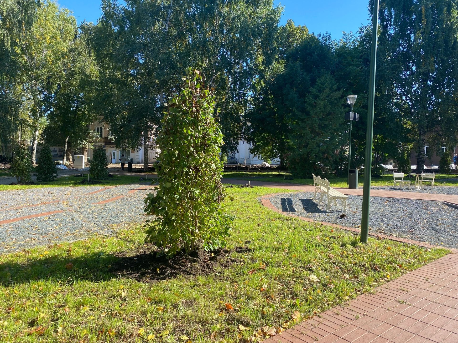 На улице Ленина в Чистополе высаживают деревья и кустарники