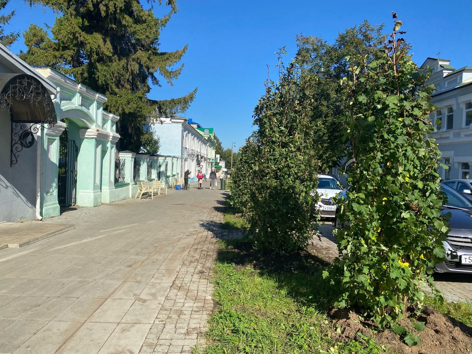 Чистайда Ленин урамында  агачлар һәм куаклар утырталар