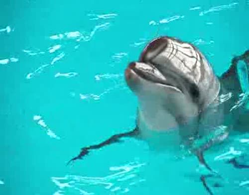 Каникулы! Самое время посетить дельфинарий! 
