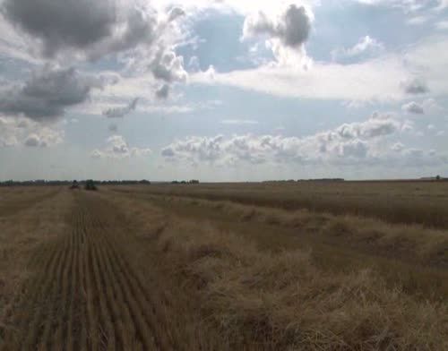 В одном из хозяйств Чистопольского района активно идет обмолот озимой пшеницы (фоторепортаж) 