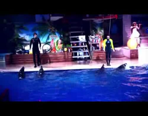 Набережночелнинский дельфинарий приглашает на световое шоу в честь    8 Марта