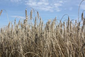 Чистопольские аграрии собрали рекордный урожай зерновых