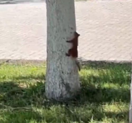 В центральном парке Рыбной Слободы поселились белочки