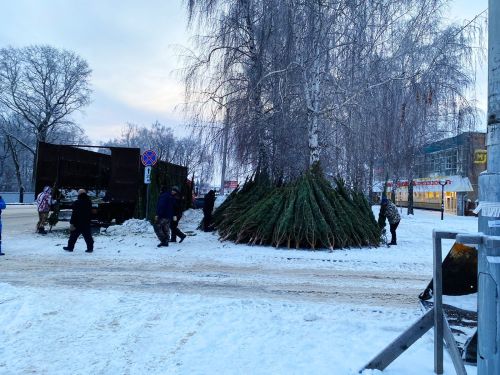 Стала известна стоимость живой елки в Татарстане