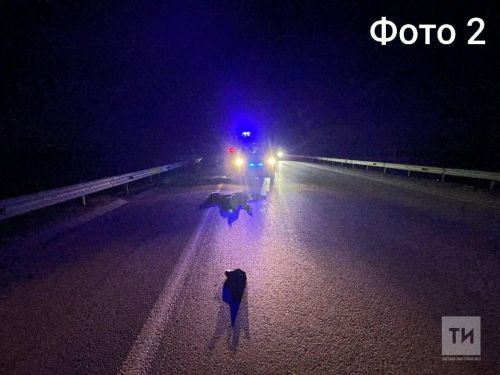 В Елабужском районе за сутки под колесами авто погибли два пешехода