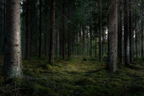 В РТ вновь продлили ограничение на посещение лесов