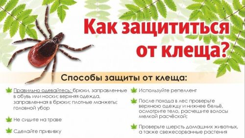 Сезон активности клещей продолжается: в Чистопольском районе от укусов клещей пострадало 10 человек