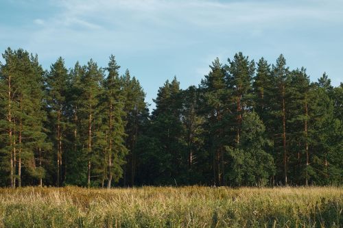В РТ на 21 день ввели ограничение на пребывание в лесах