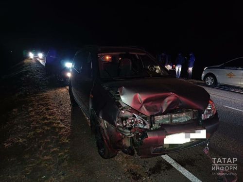 В Кукморском районе легковушка насмерть сбила медведя