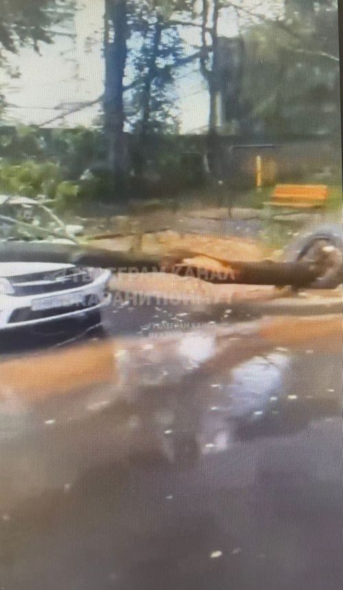 В Казани из-за непогоды на автомобиль упало дерево