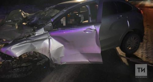 Два медведя стали жертвами ДТП на дорогах Татарстана