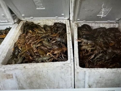 В Самарской области татарстанец пытался реализовать 800 кг раков