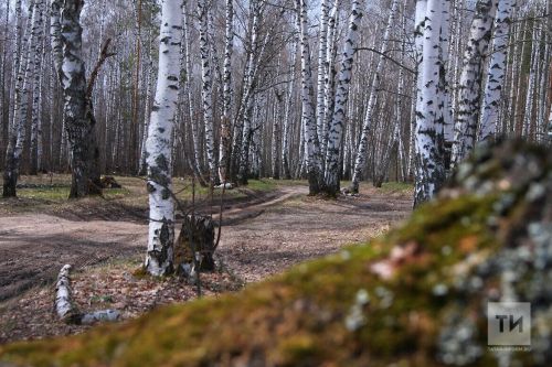 В Татарстане на почве ожидаются заморозки
