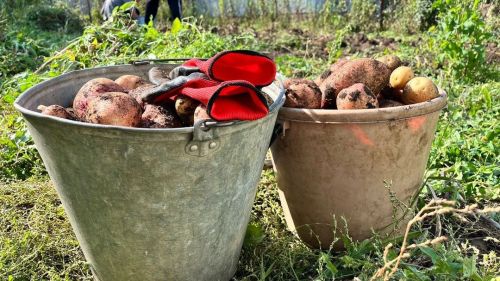 Чистопольские активисты помогли семье участника СВО в уборке урожая