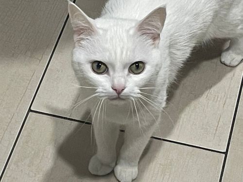 Почему кошка постоянно мяукает: 4 основные причины от ветеринара