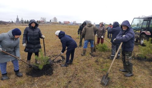 Жители села Бахта провели озеленительную акцию, высадив десятки сосен