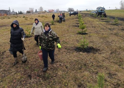 Жители села Бахта провели озеленительную акцию, высадив десятки сосен