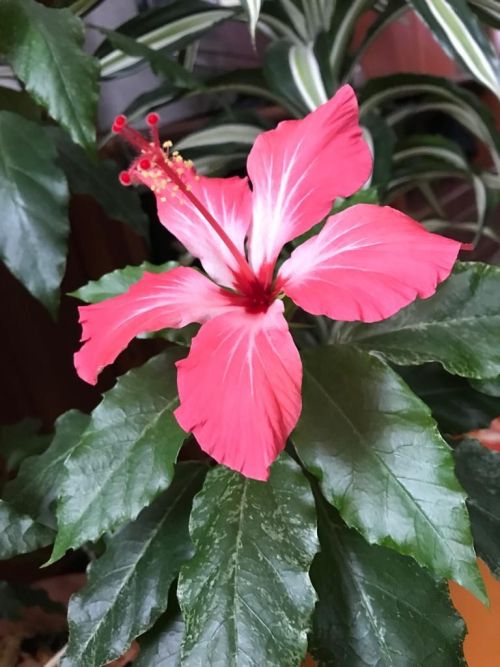 Комнатные растения: 7 преимуществ для здоровья дома