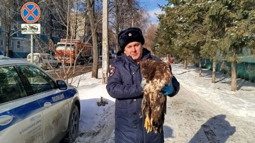 Сотрудники ДПС спасли орлана-белохвоста, который столкнулся с автомобилем в Алексеевском районе