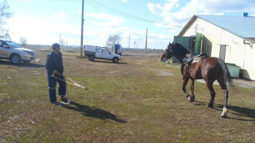 Конюшня в Чистополе на грани закрытия